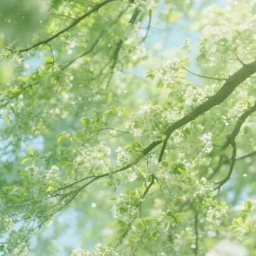 Sunlight shines through white flowers and green leaves on tree branches in a spring scene