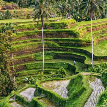 Terraced rice fields winding down a tropical hillside with palm trees and water reflections