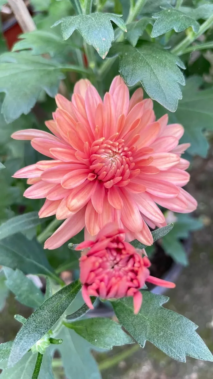 A coral chrysanthemum in full bloom with a smaller bud nearby surrounded by green leaves