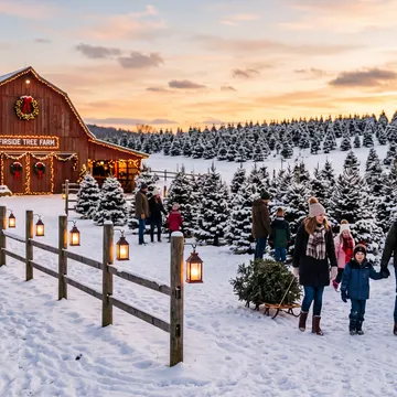 A family walks through a snowy Christmas tree farm at dusk, with a decorated barn in the background