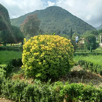 A large yellow-green bush in a garden with mountains and a person in the background