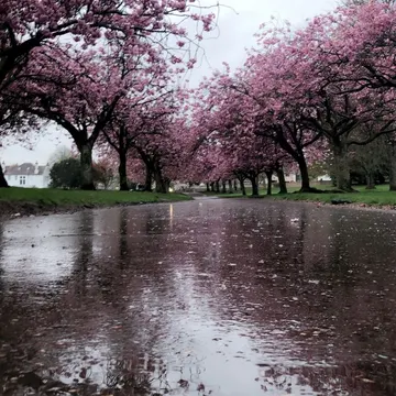 Pink cherry blossom trees line a wet pavement with scattered petals and sky reflections