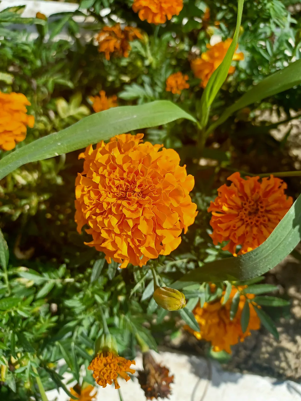 A close-up of vibrant orange marigold flowers with green leaves in a garden