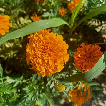 A close-up of vibrant orange marigold flowers with green leaves in a garden