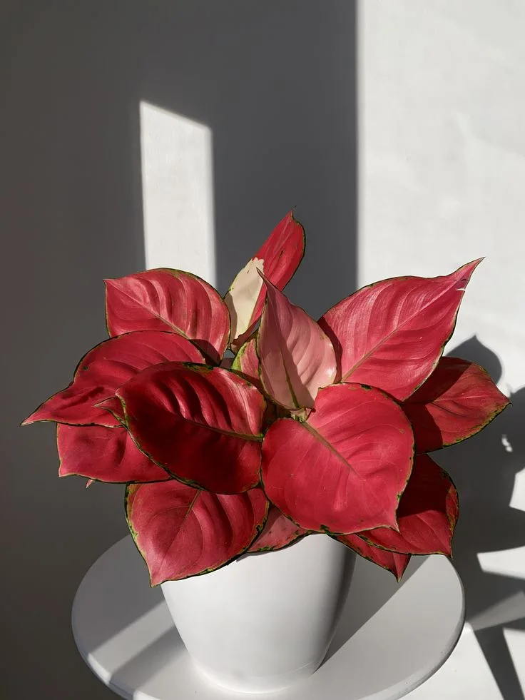 A red leaf plant in a white pot on a white pedestal with strong sunlight and shadows on a white wall