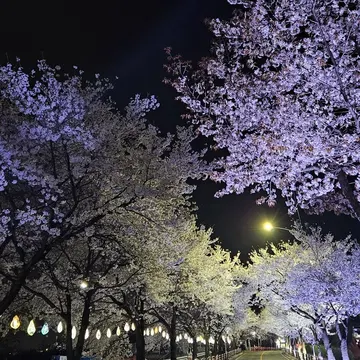 Night road lined with cherry blossom trees illuminated by purple and white lights and hanging lanterns