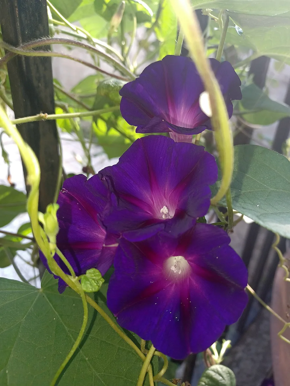 Purple morning glory flowers with green leaves and vines in sunlight