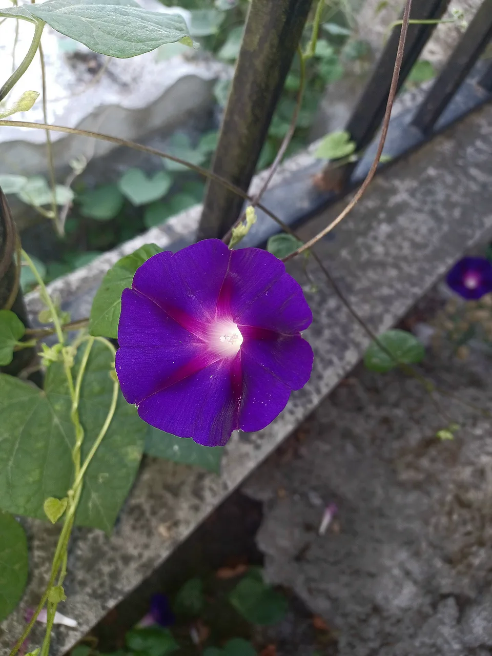 A close-up of a vibrant purple morning glory flower with a bright center, growing near a concrete ledge and green foliage