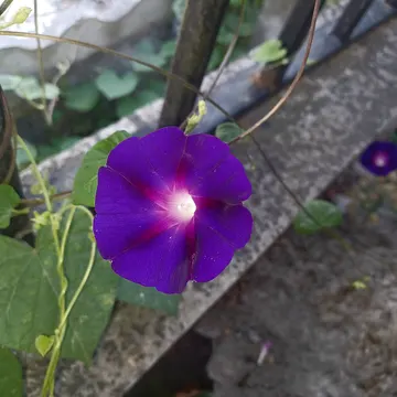 A close-up of a vibrant purple morning glory flower with a bright center, growing near a concrete ledge and green foliage