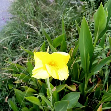 A bright yellow canna lily flower surrounded by green leaves and grass in a garden