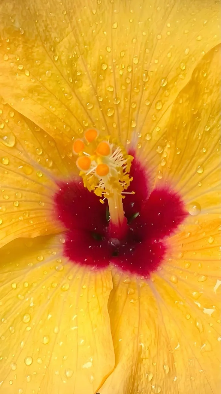 A yellow hibiscus flower with red center covered in dew drops