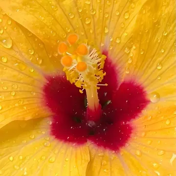 A yellow hibiscus flower with red center covered in dew drops