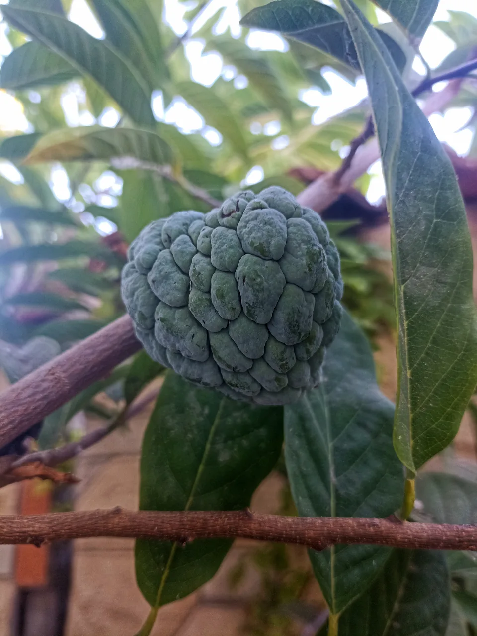 A green custard apple fruit hanging from a tree branch with leaves