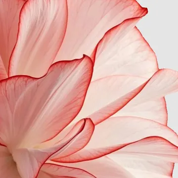 Delicate pink flower petals with red edges on a soft gray background