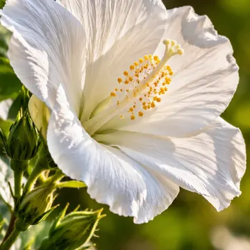 A white hibiscus flower with yellow stamens and green leaves in sunlight