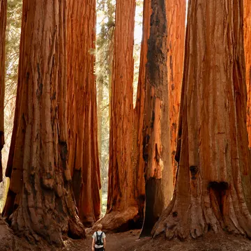 A person with a backpack walks along a dirt path between massive redwood trees