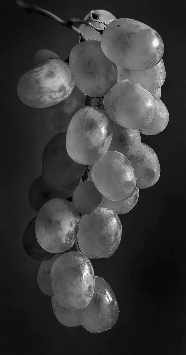 A black and white photo of a bunch of grapes with shiny skins and soft shadows