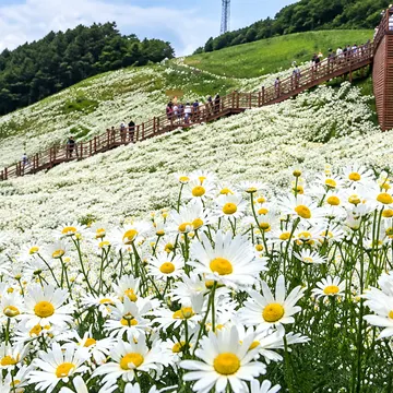 A field of white daisies with yellow centers on a grassy hill with a wooden walkway and people walking on it