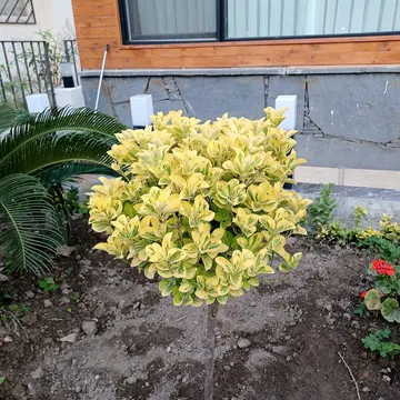 Golden Variegated Euonymus Topiary – A Beautiful Garden Plant