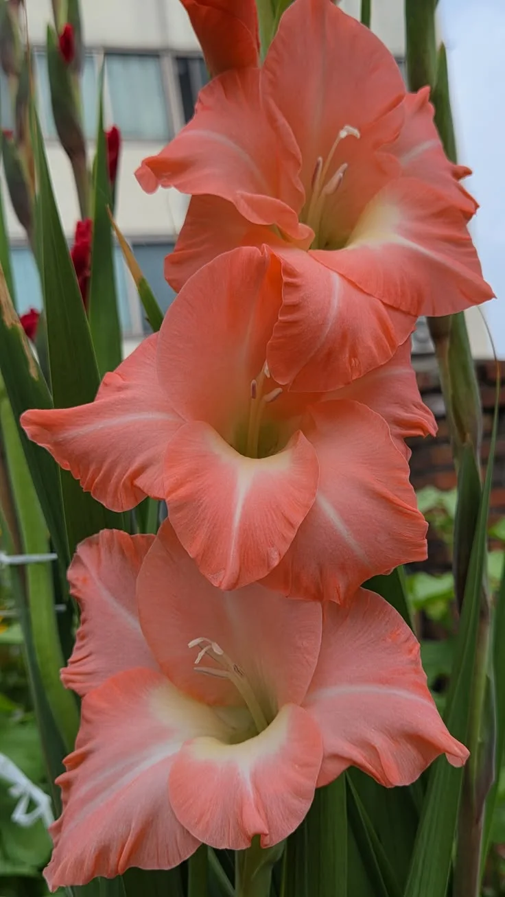 Three coral gladiolus flowers with creamy centers and ruffled petals in a garden setting