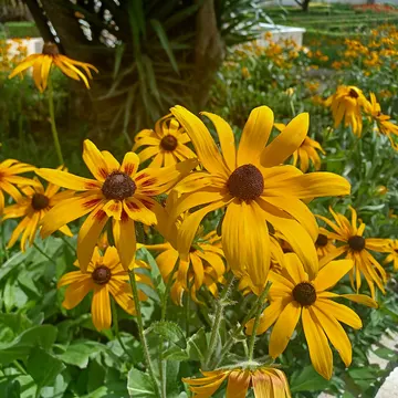 Yellow black-eyed susan flowers with dark centers growing in a sunny garden surrounded by green leaves