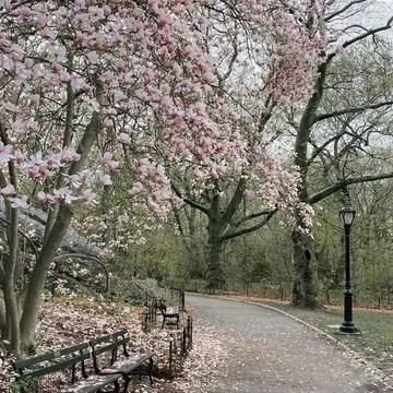 Winding path under blooming magnolia trees with fallen petals and park benches