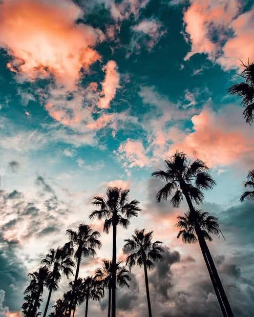 Palm trees silhouetted against a colorful sunset sky with pink and teal clouds